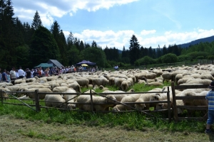Owce ruszyły na hale! - zdjęcie4
