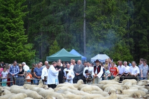 Owce ruszyły na hale! - zdjęcie5