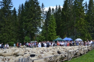 Owce ruszyły na hale! - zdjęcie6