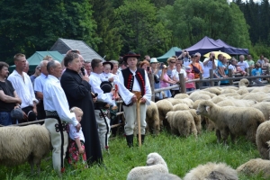 Owce ruszyły na hale! - zdjęcie8